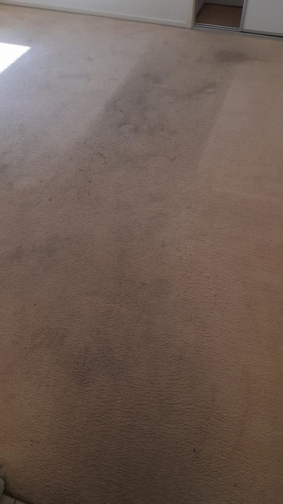 Carpet before Cleaning
