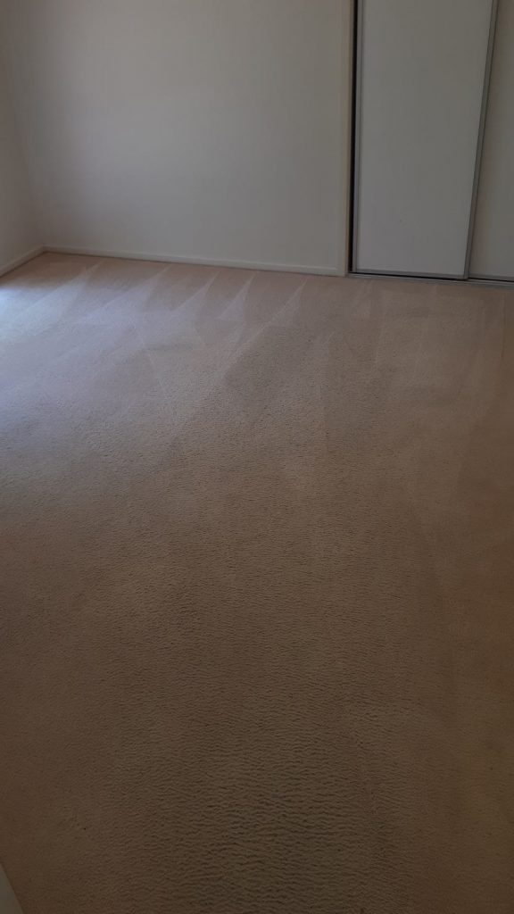 Carpet after Cleaning